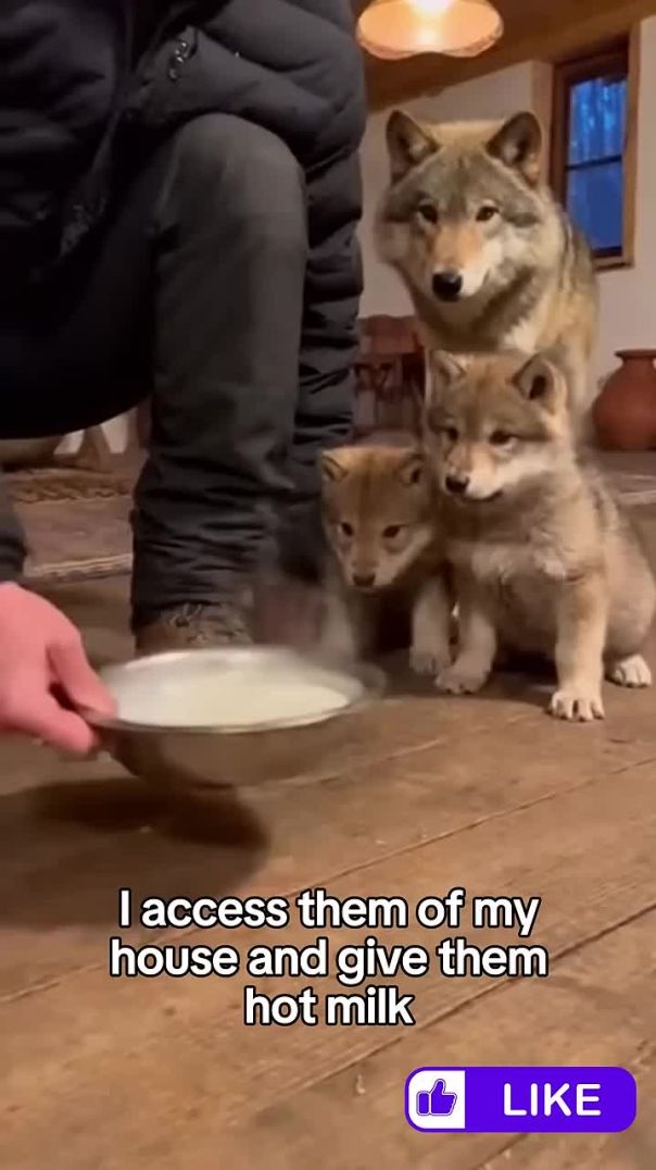 Wolf Family Needs My Help