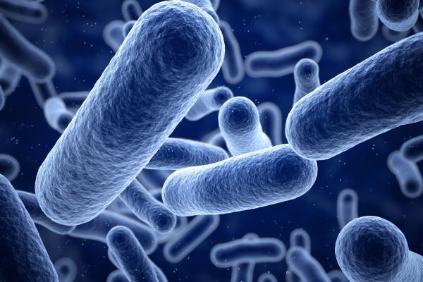 How to Fight Bacterial Infections at Home?