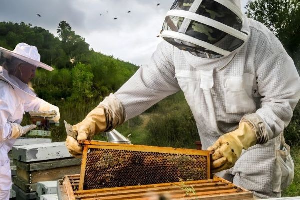 Benefits of Safe Bee Relocation for Your Property