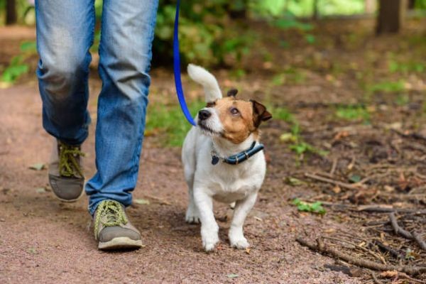 Pet Care Evolves as Animal Welfare and Responsible Ownership Gain Importance in Poland